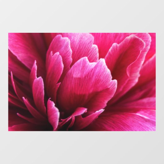 ピンクの芍薬の花びら 窓用ステッカー ウィンドウサイン (シート)