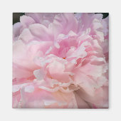 ピンクの芍薬の花 マグネット (正面)