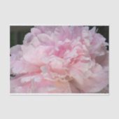 ピンクの芍薬の花 薄葉紙 (正面)