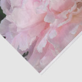 ピンクの芍薬の花 薄葉紙 (詳細)