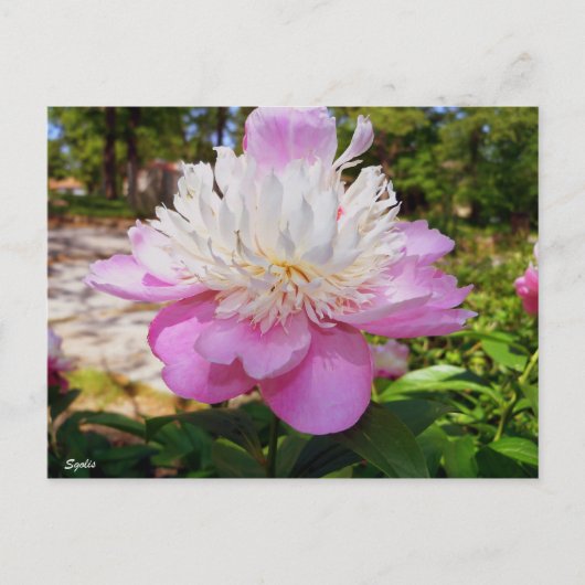 ピンクの芍薬イースター ポストカード (正面)