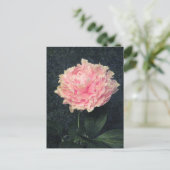ピンクの芍薬 ポストカード (スタンド正面)