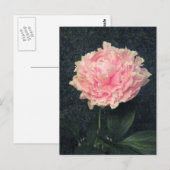 ピンクの芍薬 ポストカード (正面/裏面)