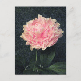 ピンクの芍薬 ポストカード