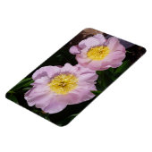 ピンクの芍薬 マグネット (左側)