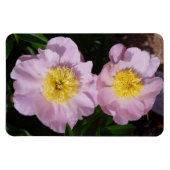 ピンクの芍薬 マグネット (横)