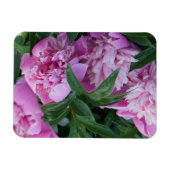 ピンクの芍薬 マグネット (横)