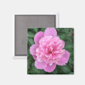 ピンクの芍薬 マグネット (正面/裏面)
