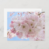 ピンクの花々青い空。 ポストカード (正面/裏面)