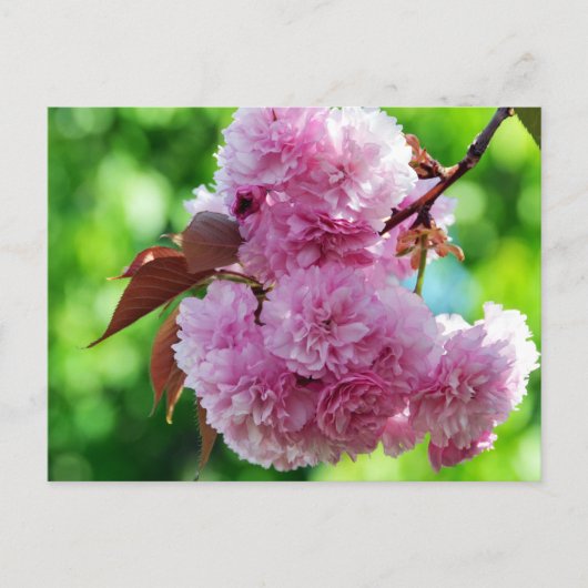 ピンクの花あいさつ葉書 ポストカード (正面)