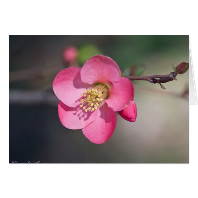 ピンクの花かがり (正面横)