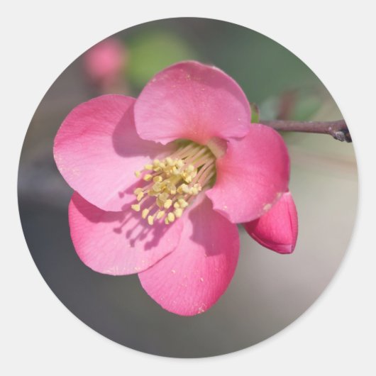 ピンクの花かがり ラウンドシール (正面)