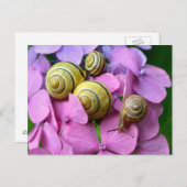 ピンクの花でカタツムリを囲む ポストカード (正面/裏面)