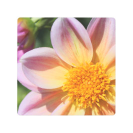 ピンクの花と明るい黄色の中央 –  メタルプリント