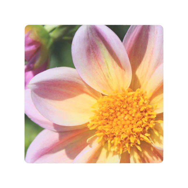 ピンクの花と明るい黄色の中央 –  メタルプリント (正面)