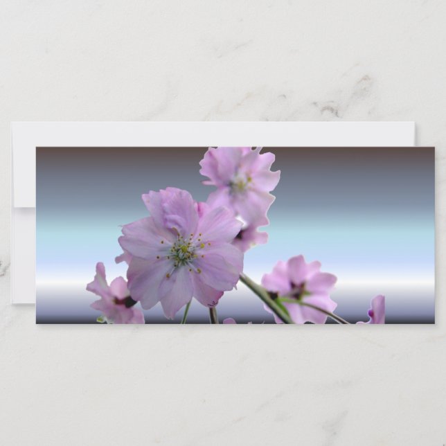 ピンクの花のさくらんぼ (正面)