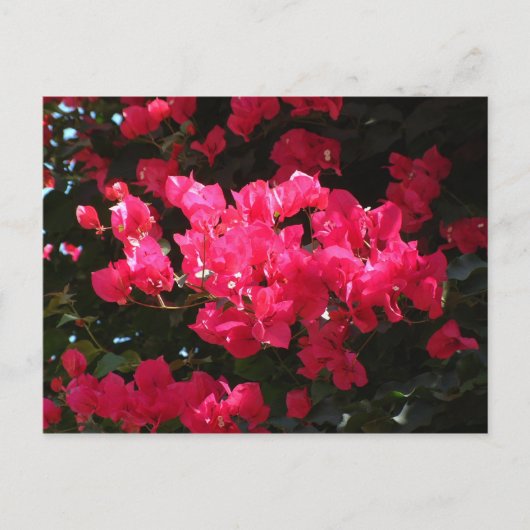 ピンクの花のはがき ポストカード (正面)