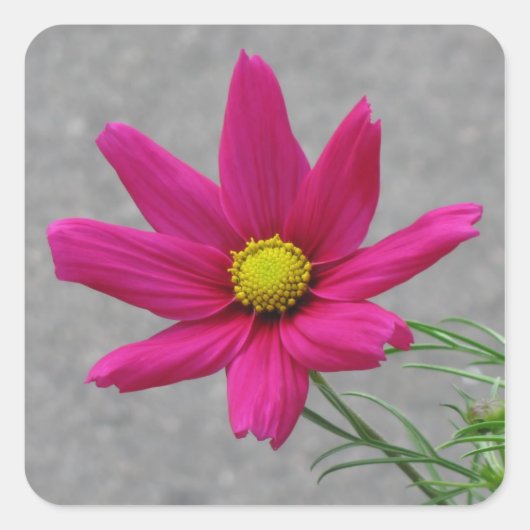 ピンクの花のカスタムシール スクエアシール (正面)