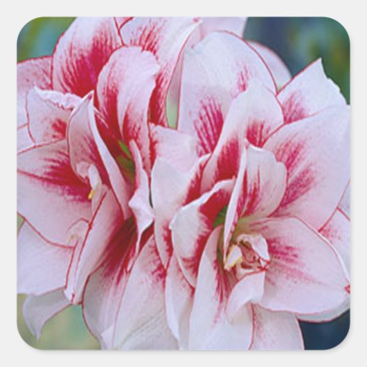 ピンクの花のシール スクエアシール (正面)