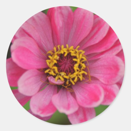 ピンクの花のシール ラウンドシール (正面)