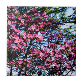 ピンクの花のハナミズキの木の写真 タイル