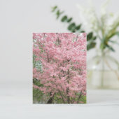 ピンクの花のハナミズキ ポストカード (スタンド正面)