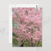 ピンクの花のハナミズキ ポストカード (正面/裏面)