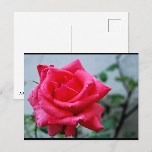 ピンクの花のバラの肖像 ポストカード (正面/裏面)