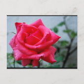 ピンクの花のバラの肖像 ポストカード (正面)