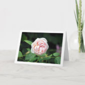 ピンクの花のバラ カード (正面)