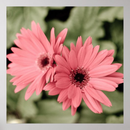 ピンクの花のポスター ポスター (正面)