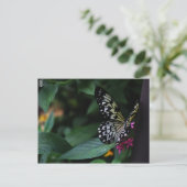 ピンクの花の上の黄色い蝶 ポストカード (スタンド正面)