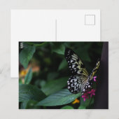 ピンクの花の上の黄色い蝶 ポストカード (正面/裏面)