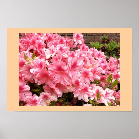ピンクの花の写真ポスター ポスター (正面)
