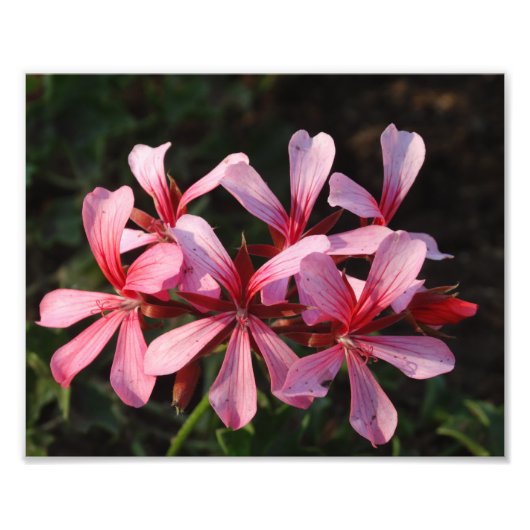 ピンクの花の写真紙プリント フォトプリント            (正面)