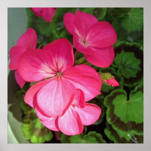 ピンクの花の写真 ポスター (正面)