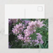 ピンクの花の写真 案内ポストカード (正面/裏面)