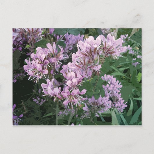 ピンクの花の写真 案内ポストカード (正面)
