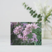 ピンクの花の写真 案内ポストカード (スタンド正面)