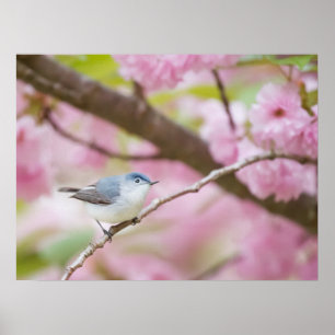 ピンクの花の木に咲く鳥 ポスター