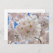 ピンクの花の玉。 ポストカード (正面/裏面)