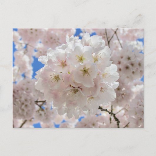 ピンクの花の玉。 ポストカード (正面)