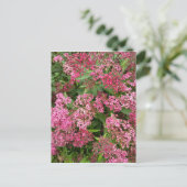 ピンクの花の自然はがき ポストカード (スタンド正面)