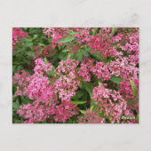 ピンクの花の自然はがき ポストカード (裏面)