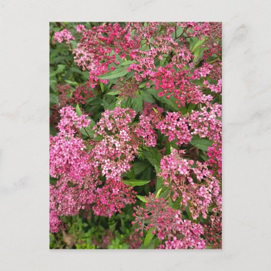 ピンクの花の自然はがき ポストカード (正面)
