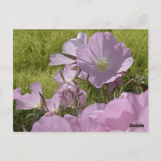 ピンクの花の自然写真ポストカード ポストカード (裏面)