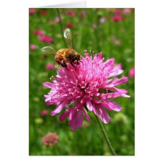 ピンクの花の蜂蜜の蜂