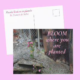 ピンクの花のBloom Where You are Planted ポストカード