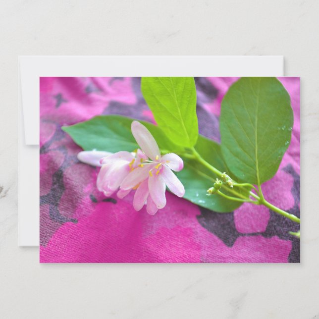 ピンクの花はがき (正面)