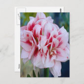 ピンクの花はがき ポストカード (正面/裏面)